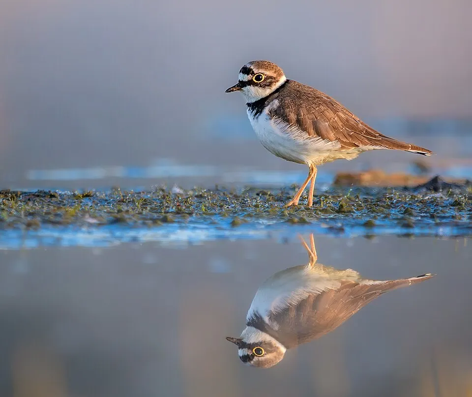 Kleine plevier in ondiep water bij Roermond, vlak naast het Peelgebied