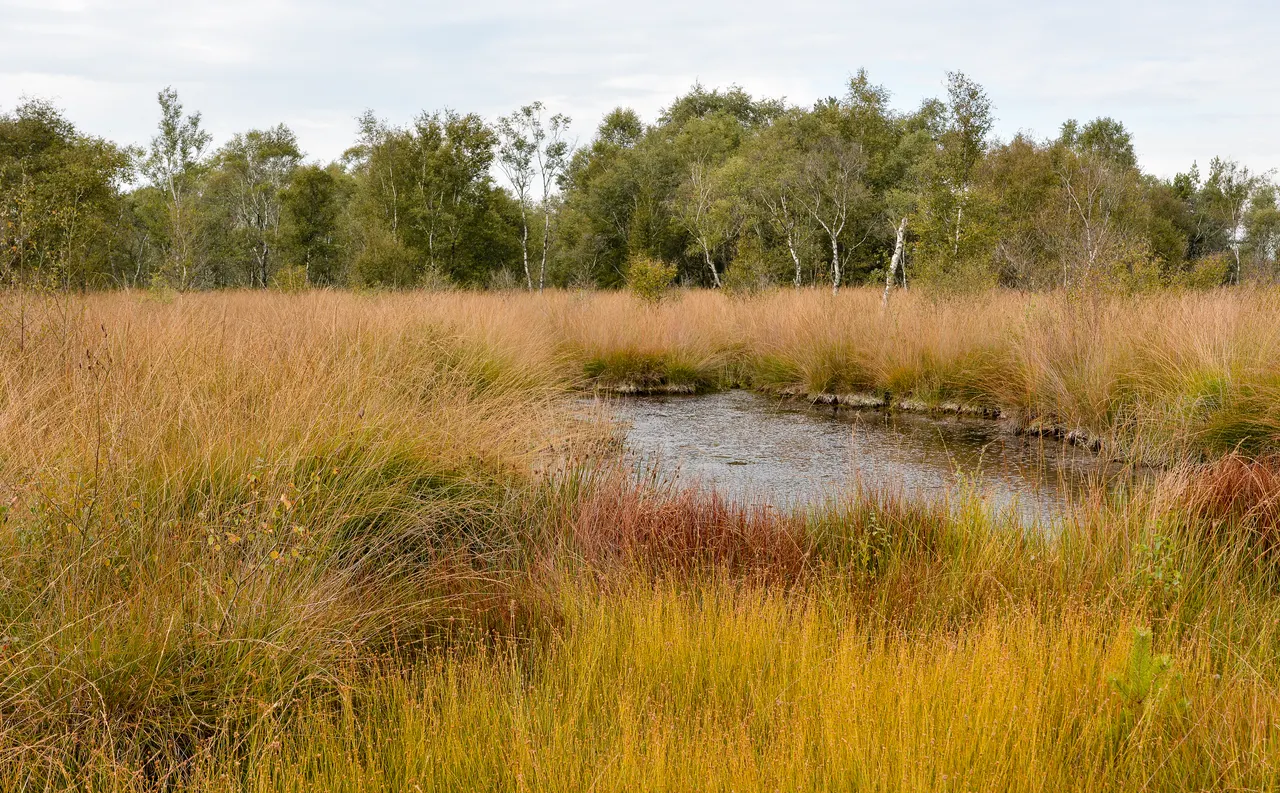 Veenlandschap in Nationaal Park De Groote Peel met pijpenstrootje, een donkere veenplas en berkenbomen