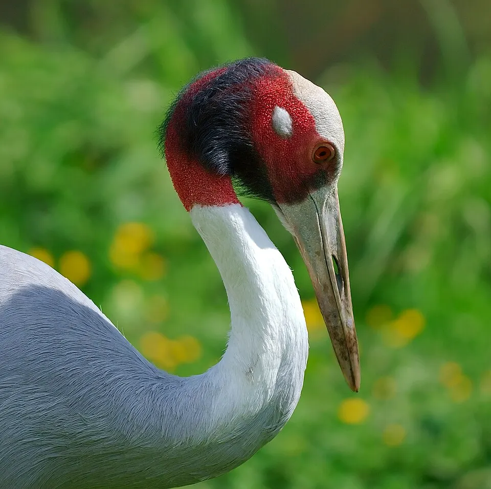 Kraanvogel (Grus) in de natuur
