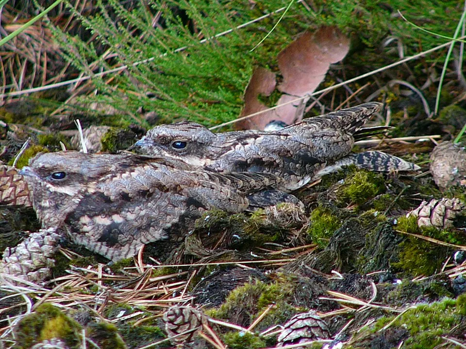 Nachtzwaluw (Caprimulgus europaeus) rustend op de grond