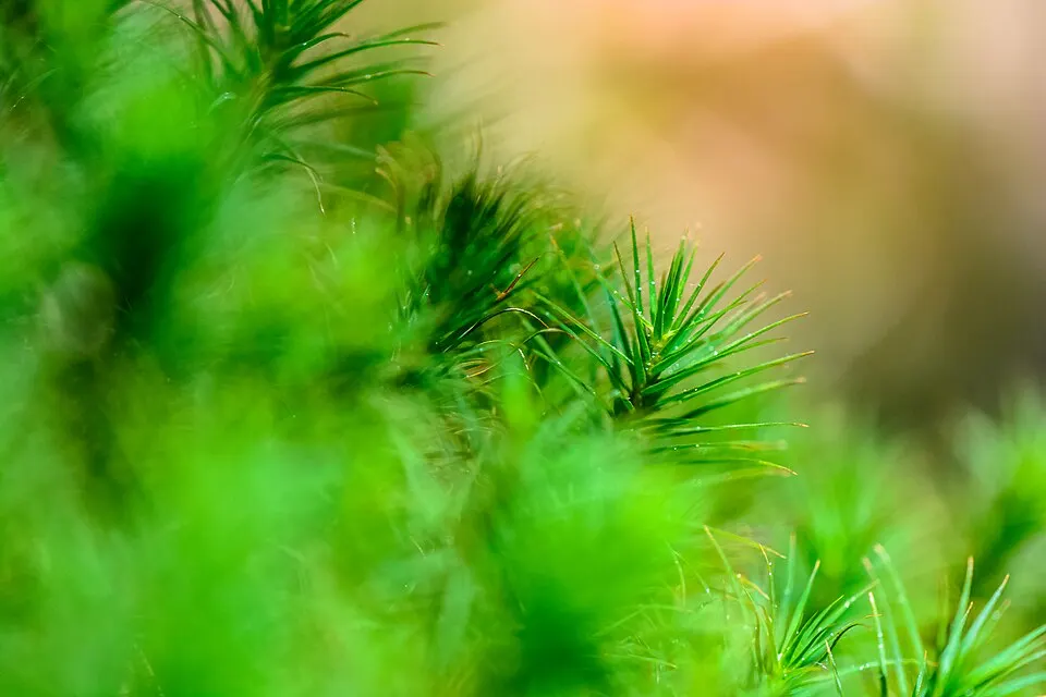 Gedetailleerde opname van een veenmostapijtje (Sphagnum) in een veengebied